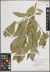 Foto von Salix excelsa var. rodinii A. K. Skvortsov